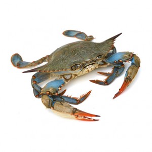 Blue Crab (whole)